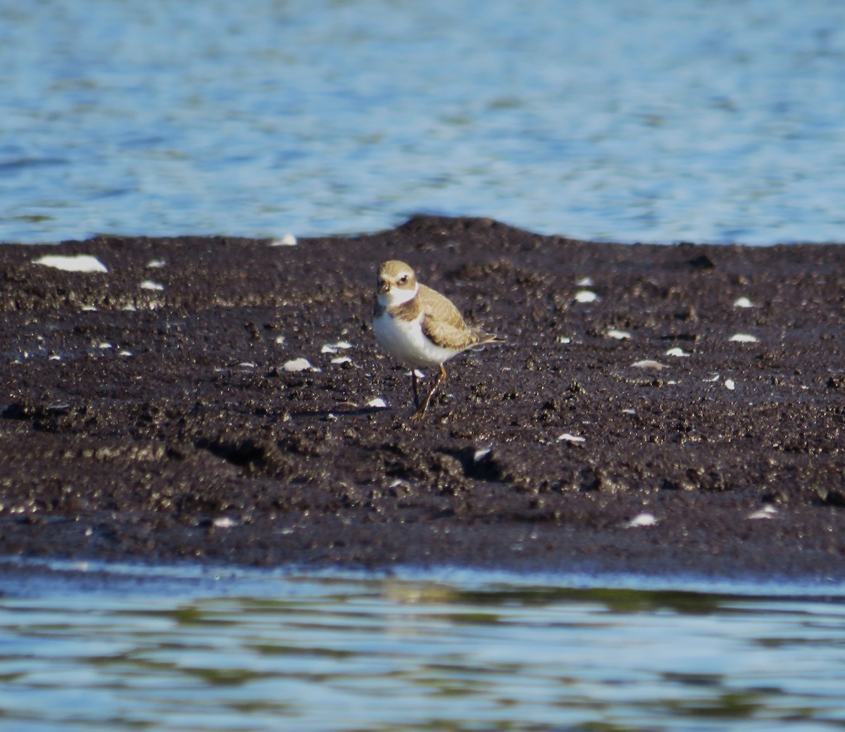 Semipalmated Plover - ML609049206