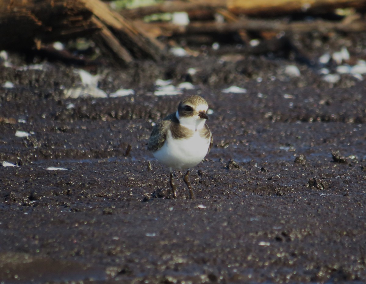 Semipalmated Plover - ML609049208