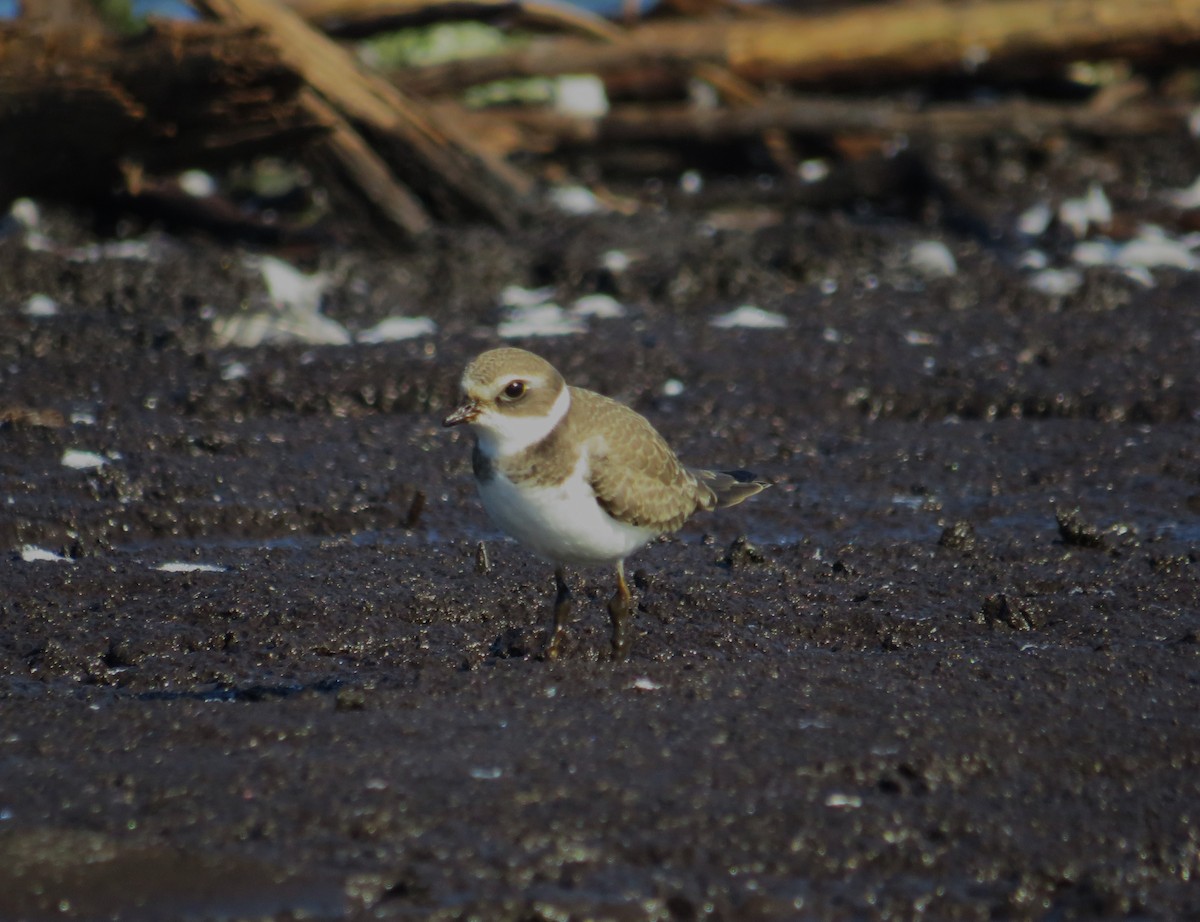 Semipalmated Plover - ML609049209