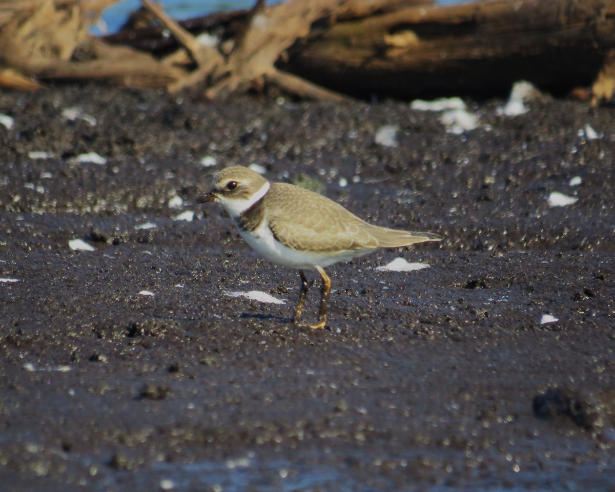 Semipalmated Plover - ML609049210