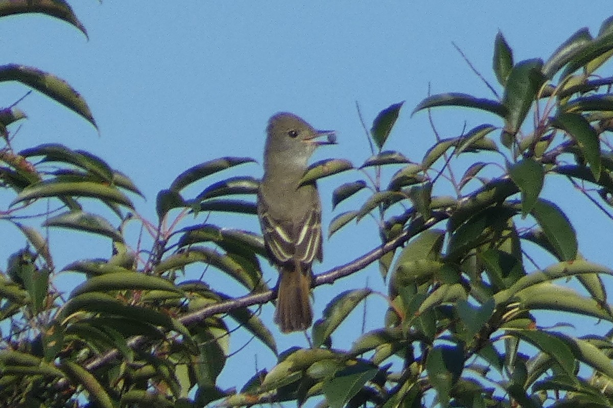 Great Crested Flycatcher - ML609049227