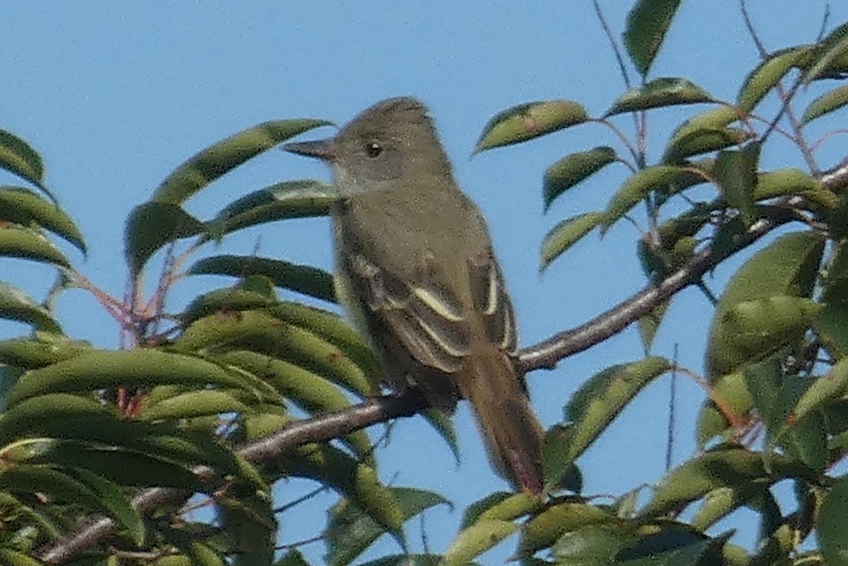 Great Crested Flycatcher - ML609049228