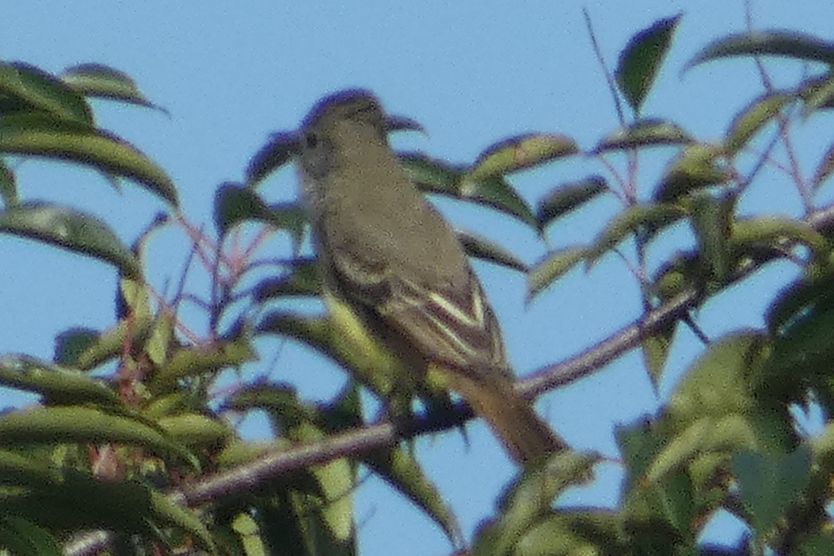 Great Crested Flycatcher - ML609049229