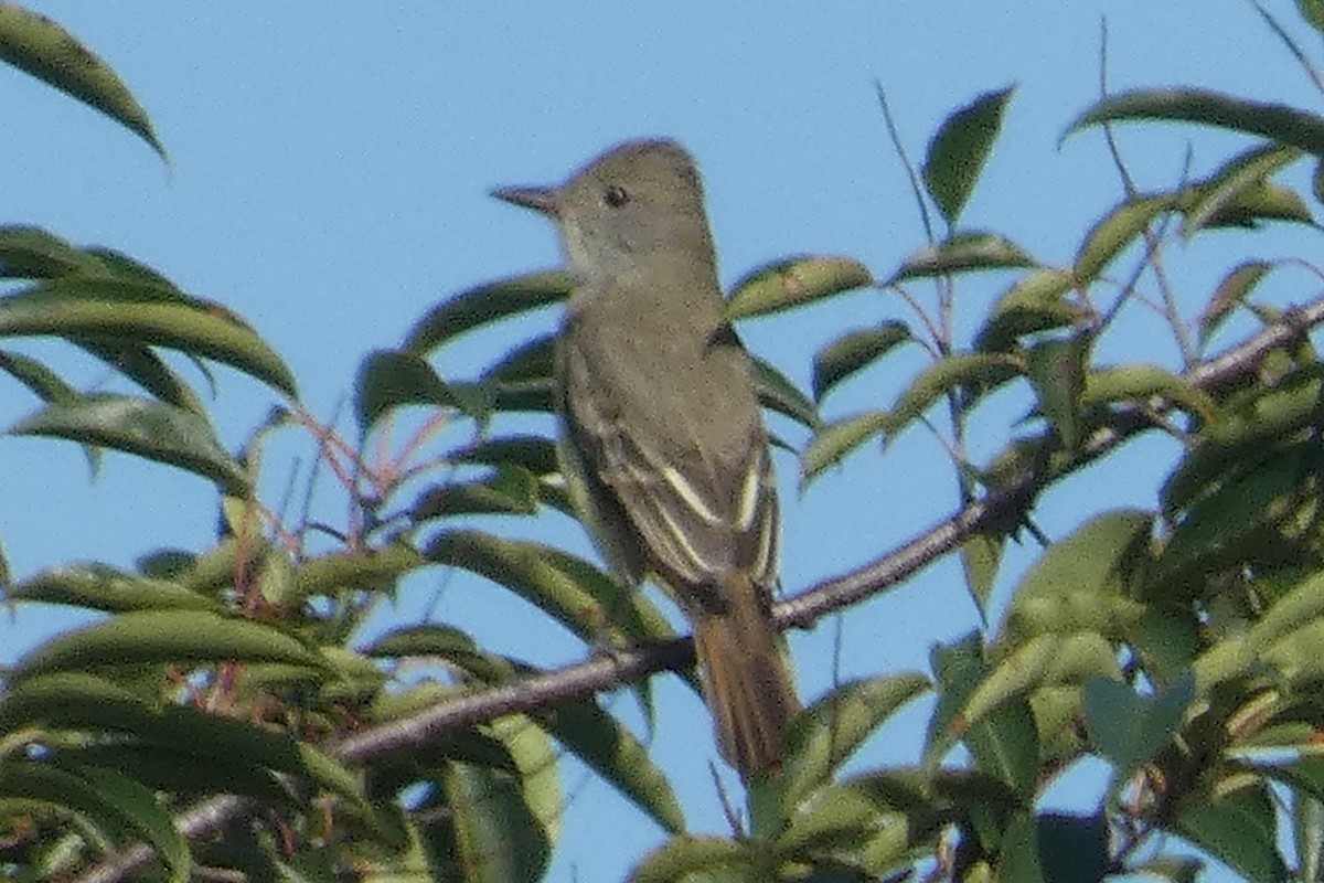 Great Crested Flycatcher - ML609049230