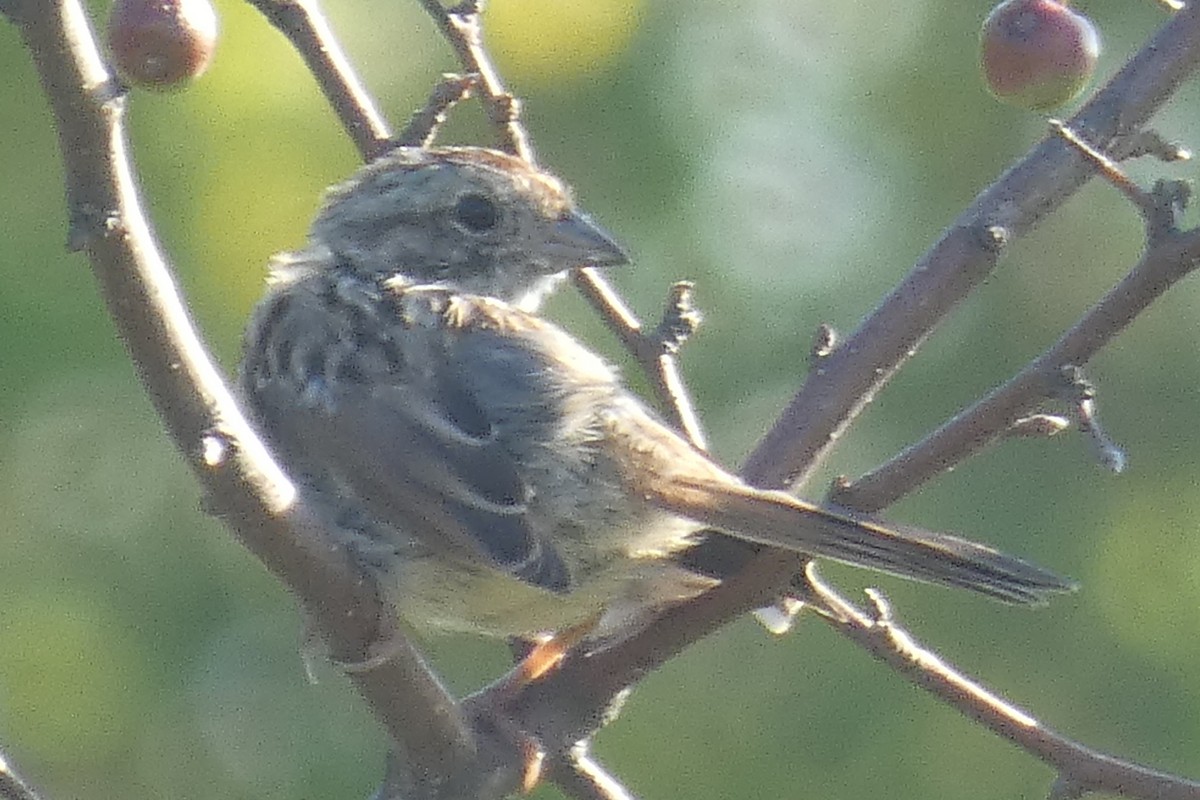 Song Sparrow - ML609049242