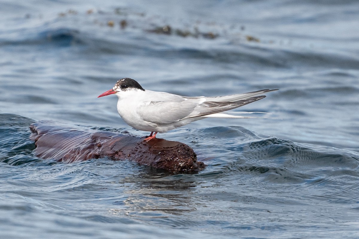 Arctic Tern - David Turgeon