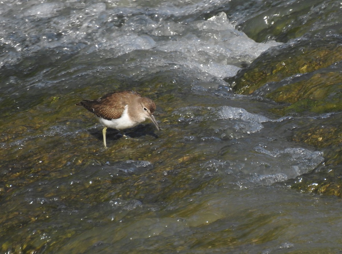 Common Sandpiper - Andrés Alfaro