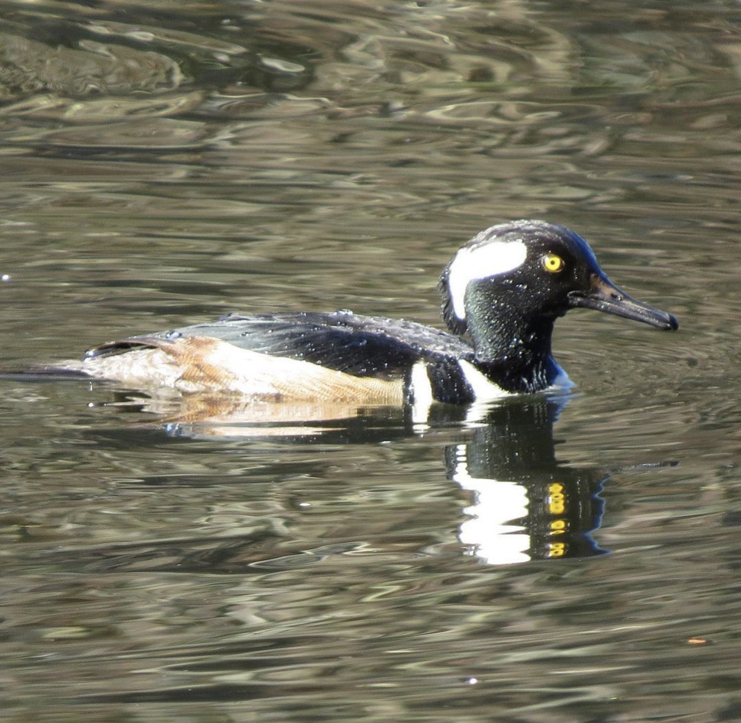 Hooded Merganser - ML609049331