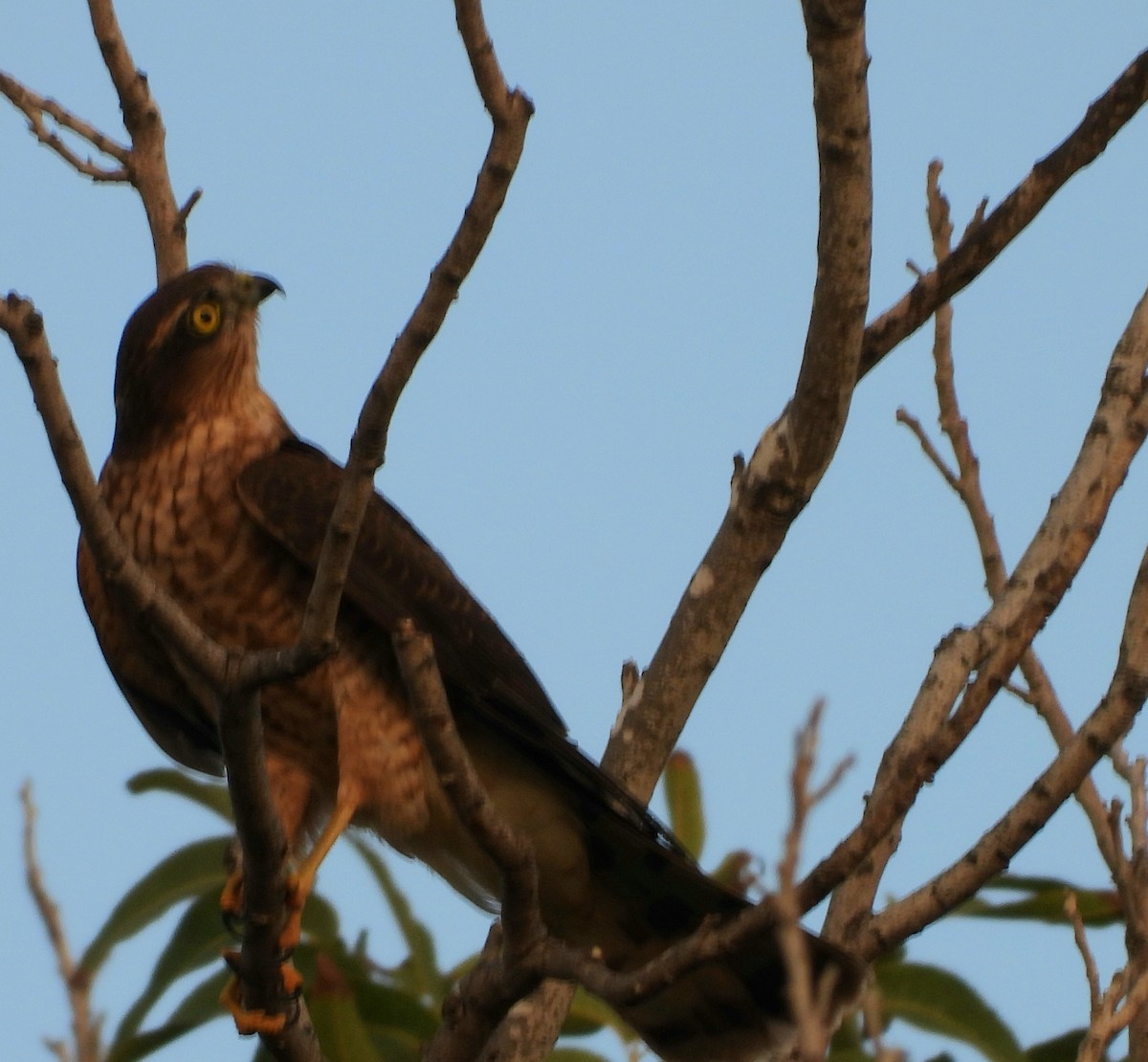 Eurasian Sparrowhawk - Merlin Yosef