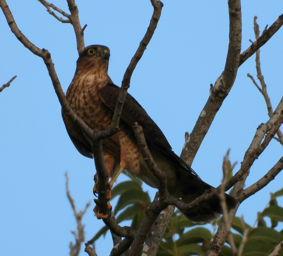 Eurasian Sparrowhawk - ML609049523