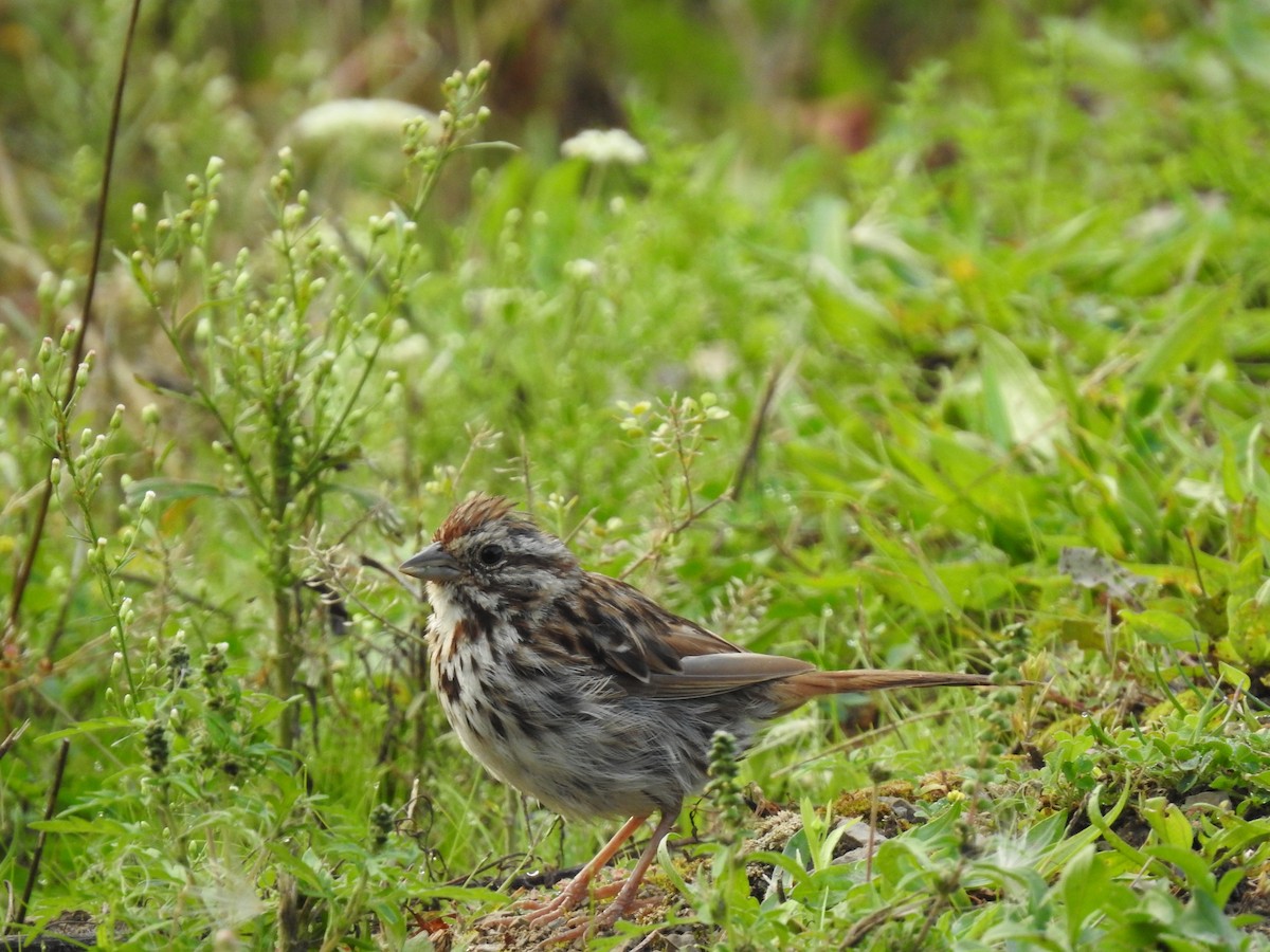 Song Sparrow - ML609049526