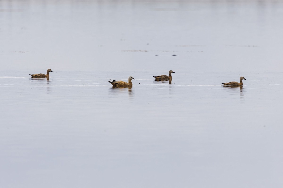 Ruddy Shelduck - Jim Yuan