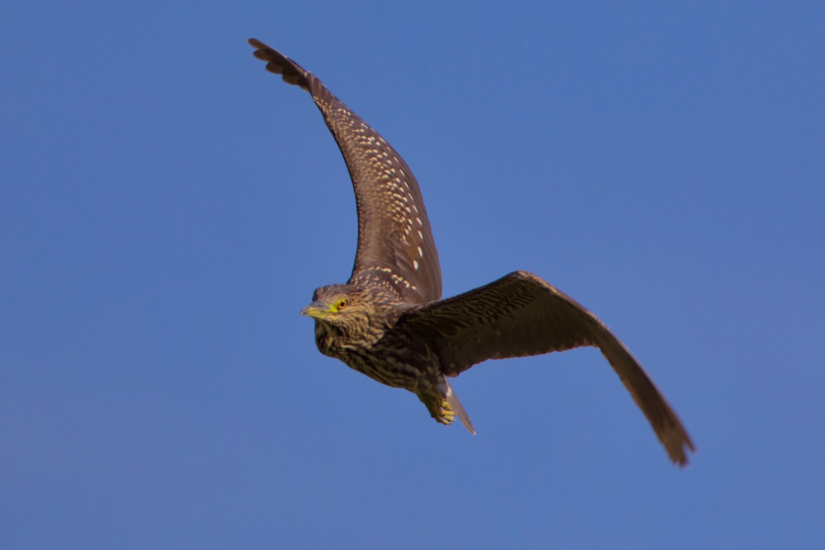 Black-crowned Night Heron - ML609049598