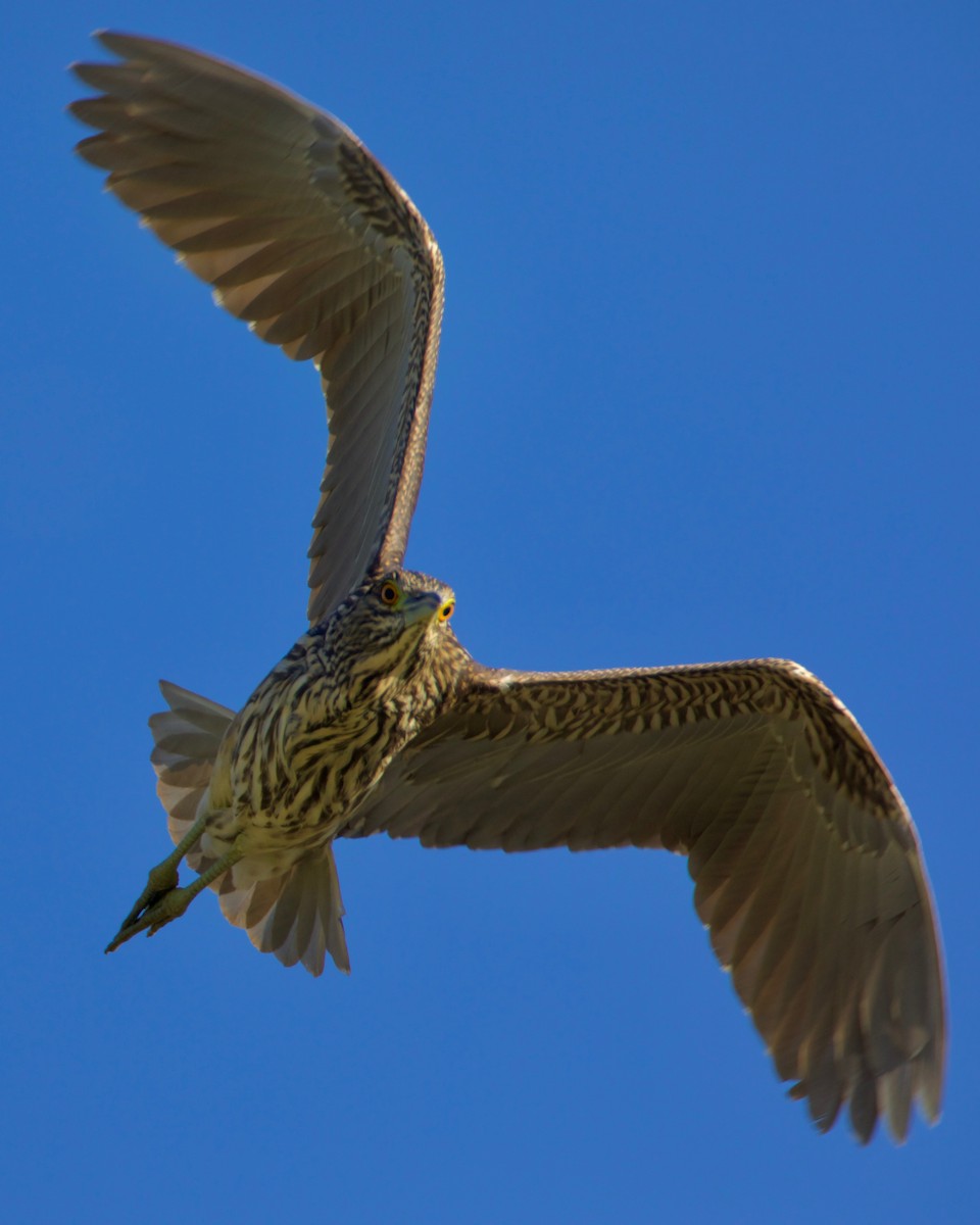 Black-crowned Night Heron - ML609049603