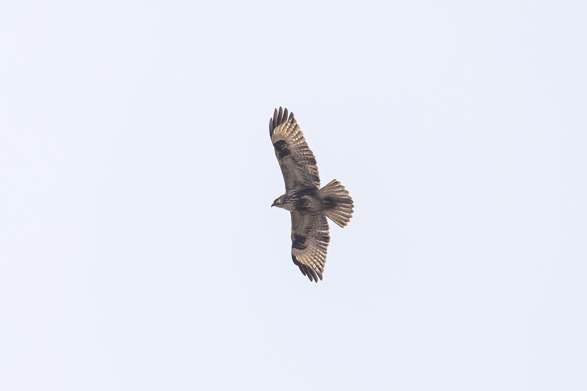 Eastern Buzzard - Jim Yuan