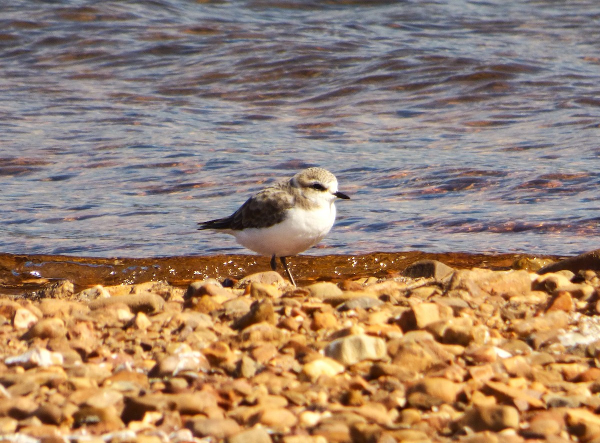 Kentish Plover - ML609049676