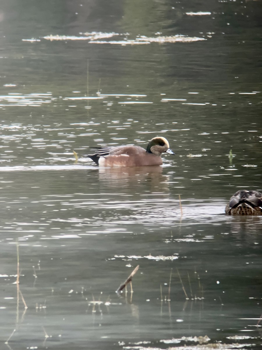 American Wigeon - Daniel Casey