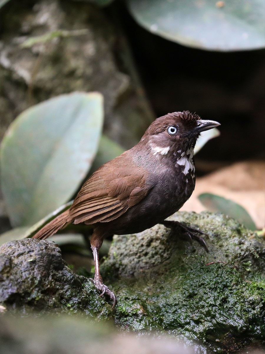 Nonggang Babbler - ML609049777