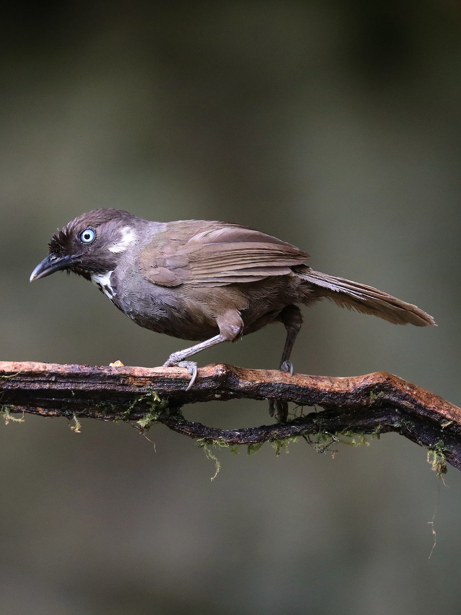 Nonggang Babbler - Matthias Alberti