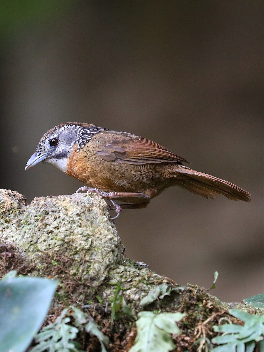 Spot-necked Babbler - Matthias Alberti