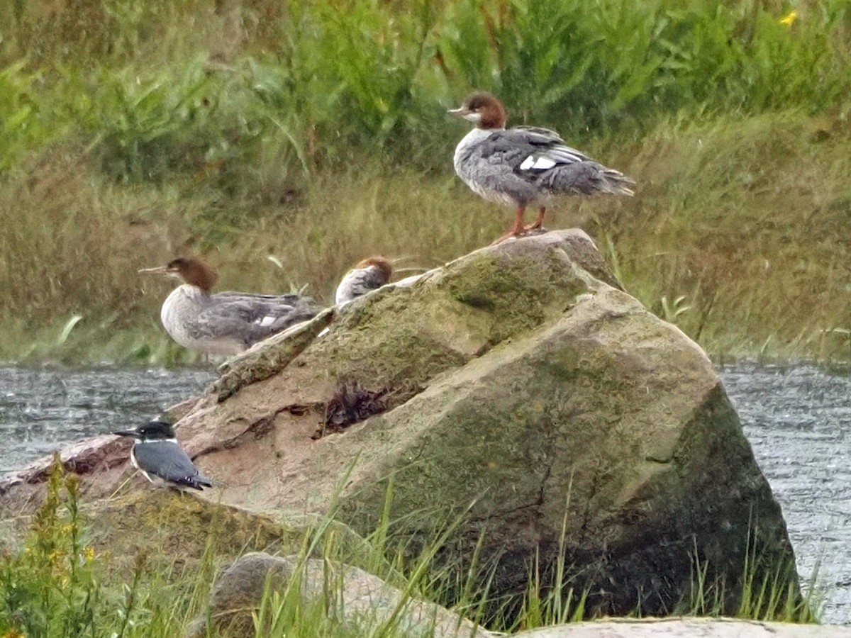 Common Merganser - ML609049859