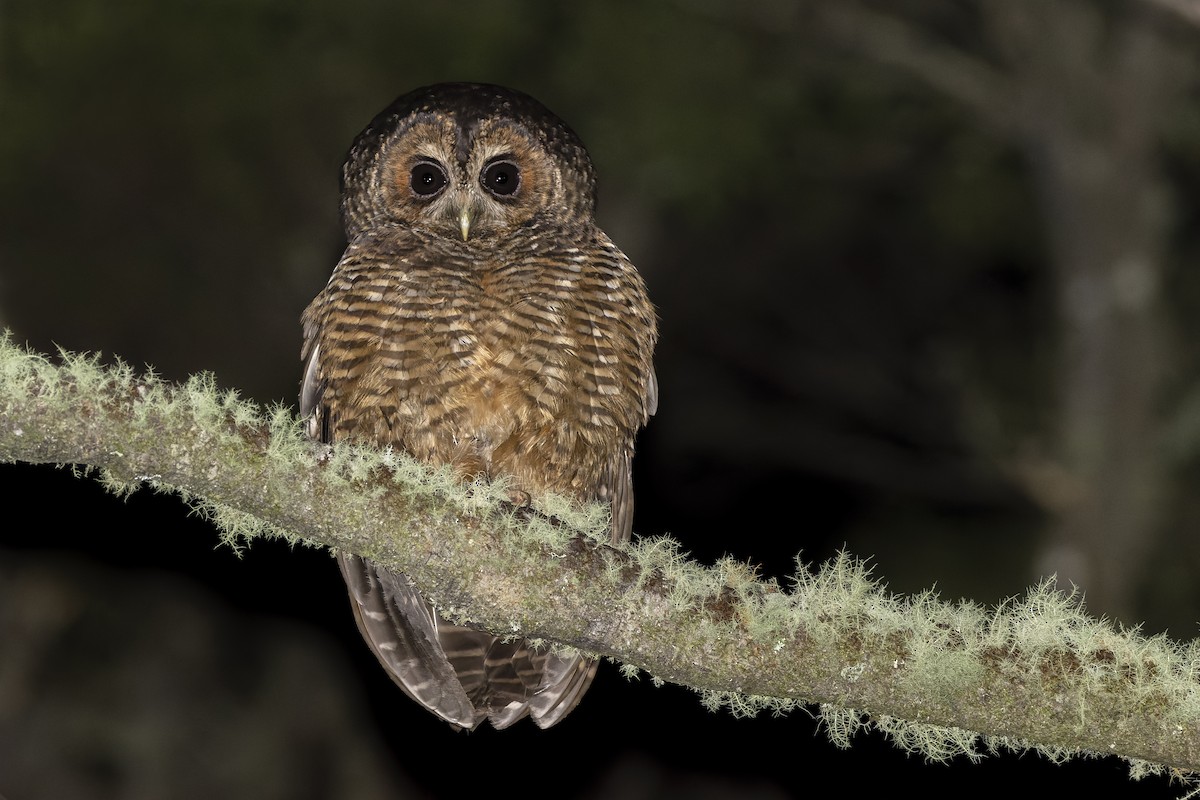 Rufous-legged Owl - ML609049873