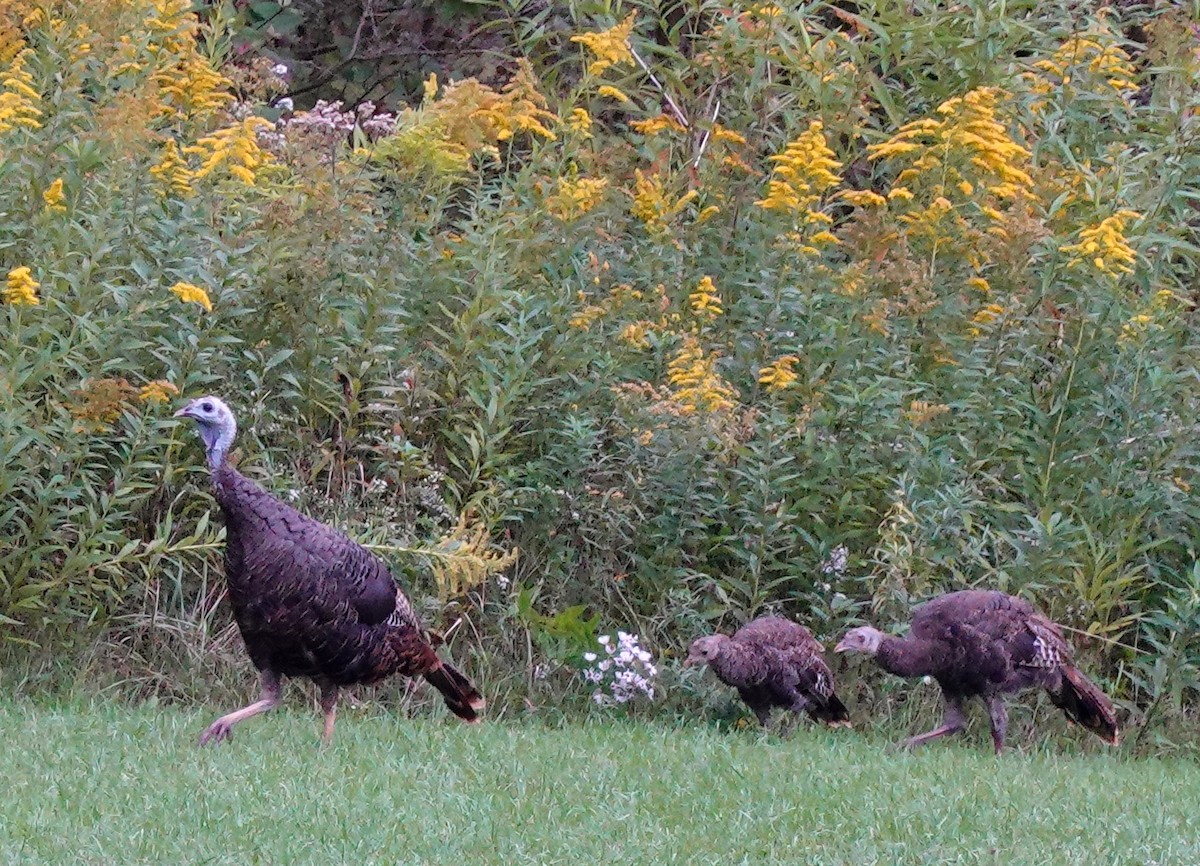 Wild Turkey - ML609049931