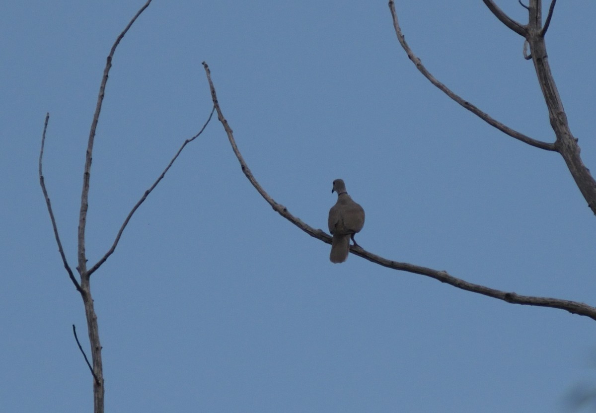 Eurasian Collared-Dove - ML609049932