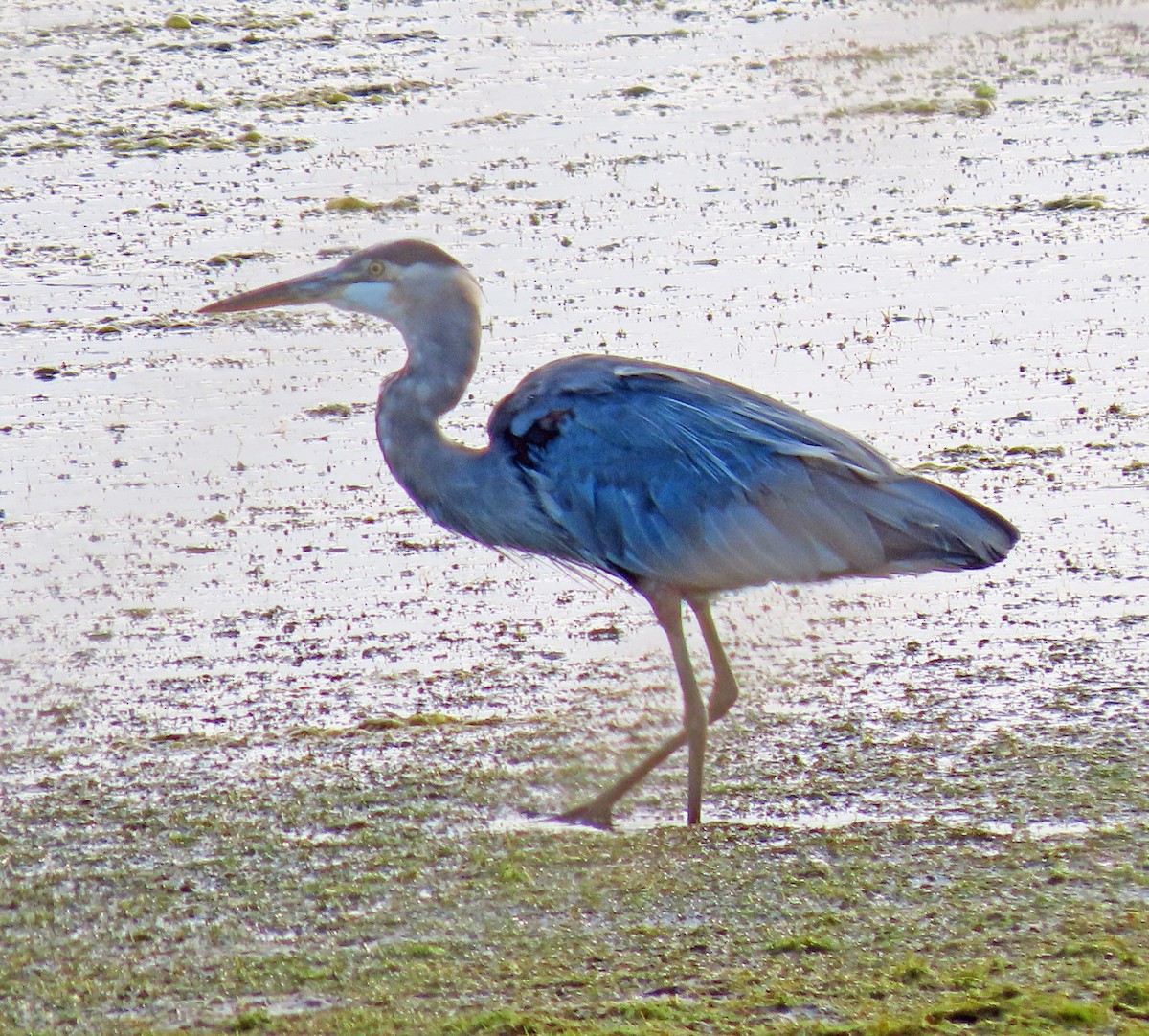 Great Blue Heron - ML609049952