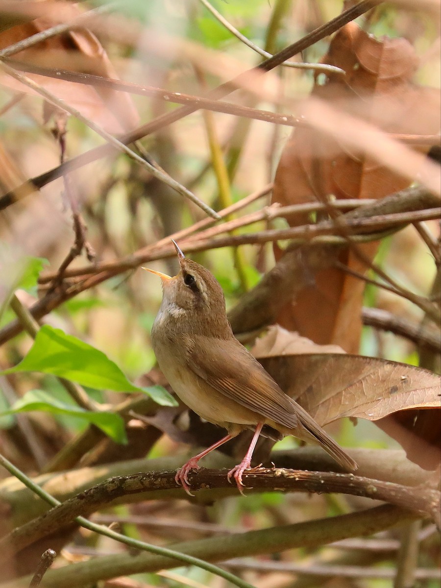 Pale-footed Bush Warbler - ML609050083