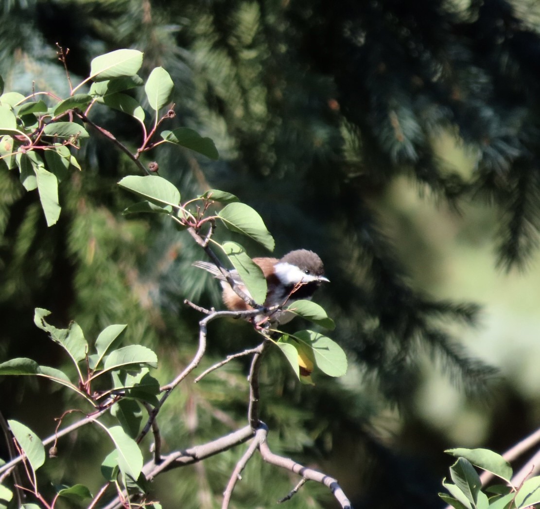 Mésange à dos marron - ML609050112