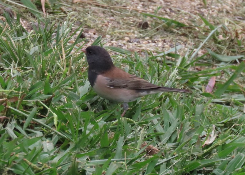 יונקו כהה-עין - ML609050206