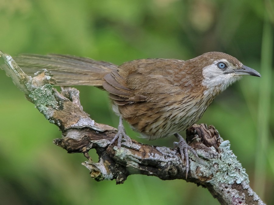 Spiny Babbler - eBird