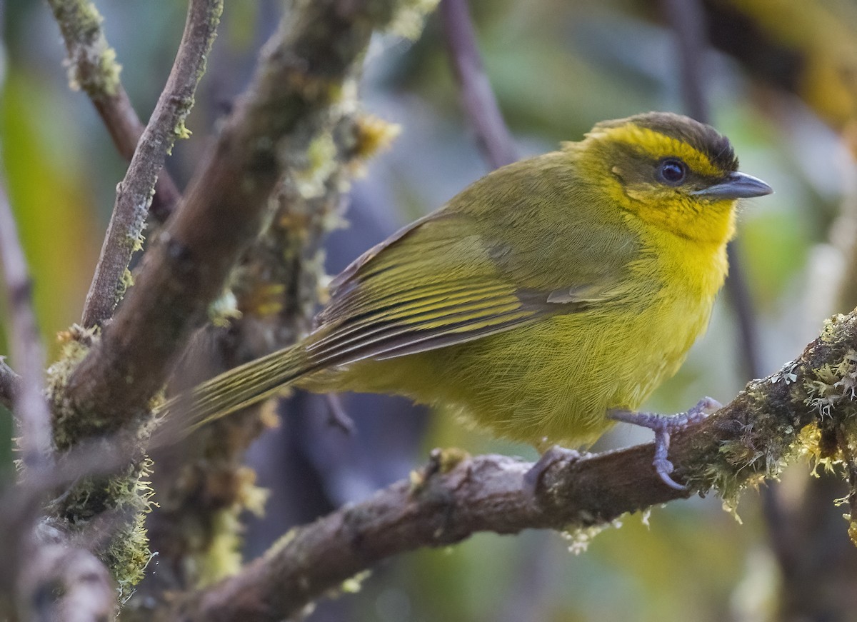 Parodi's Hemispingus - ML609050366