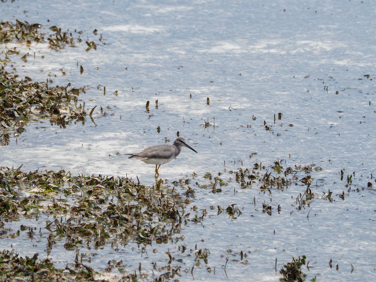 Grauschwanz-Wasserläufer - ML609050394