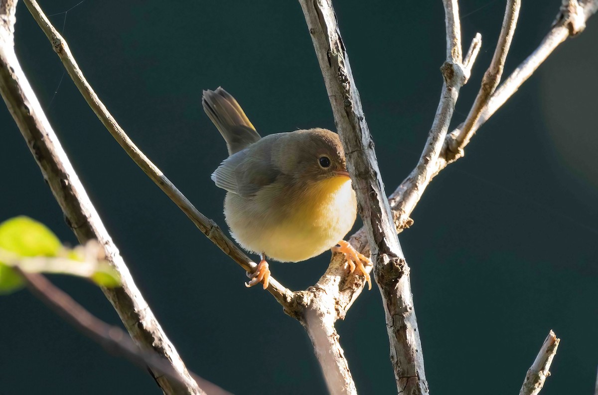 Common Yellowthroat - ML609050403