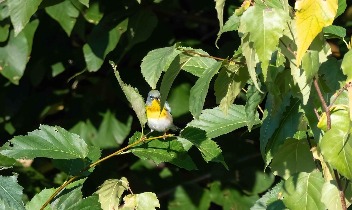 Northern Parula - ML609050417