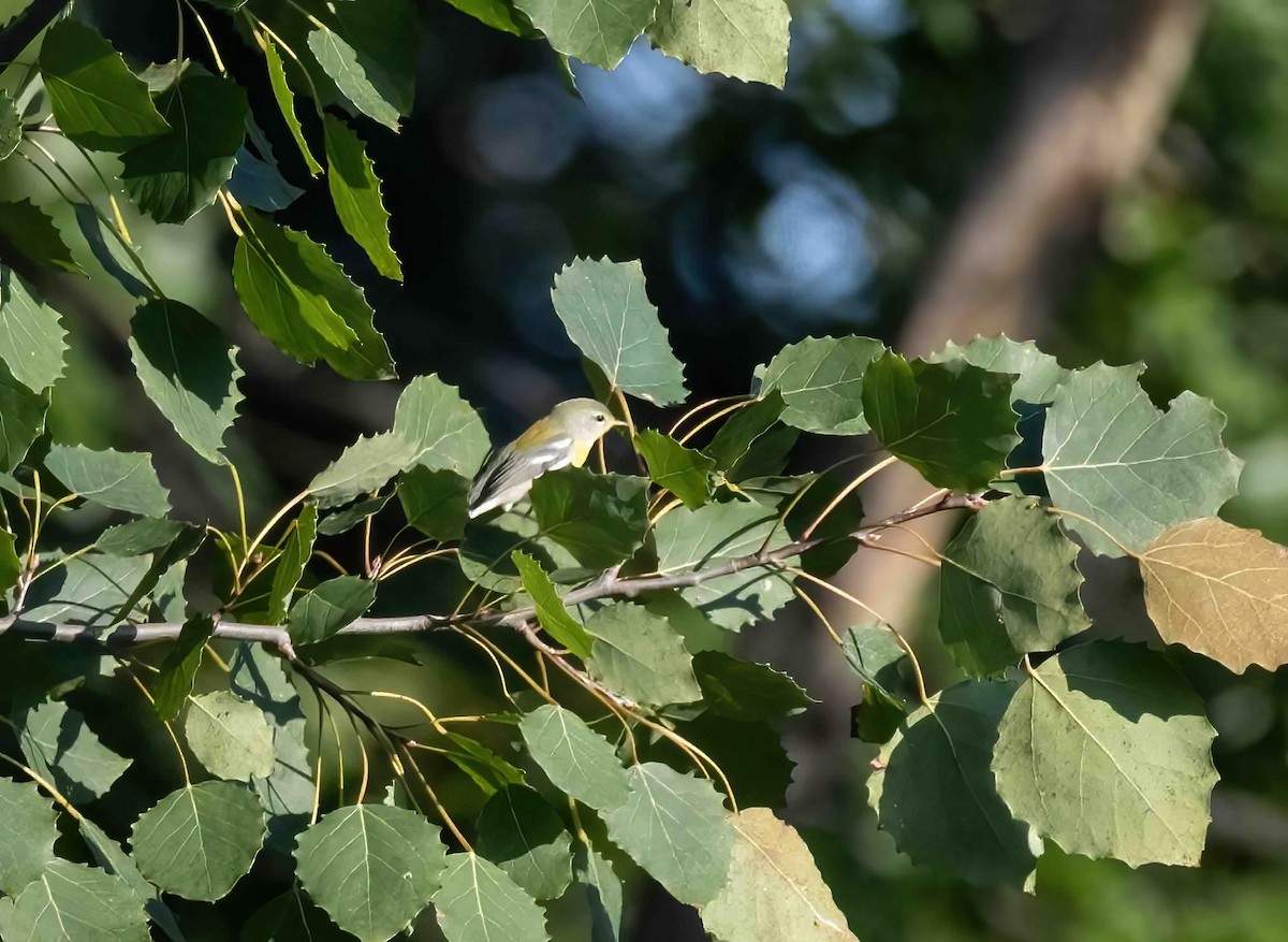 Northern Parula - ML609050418