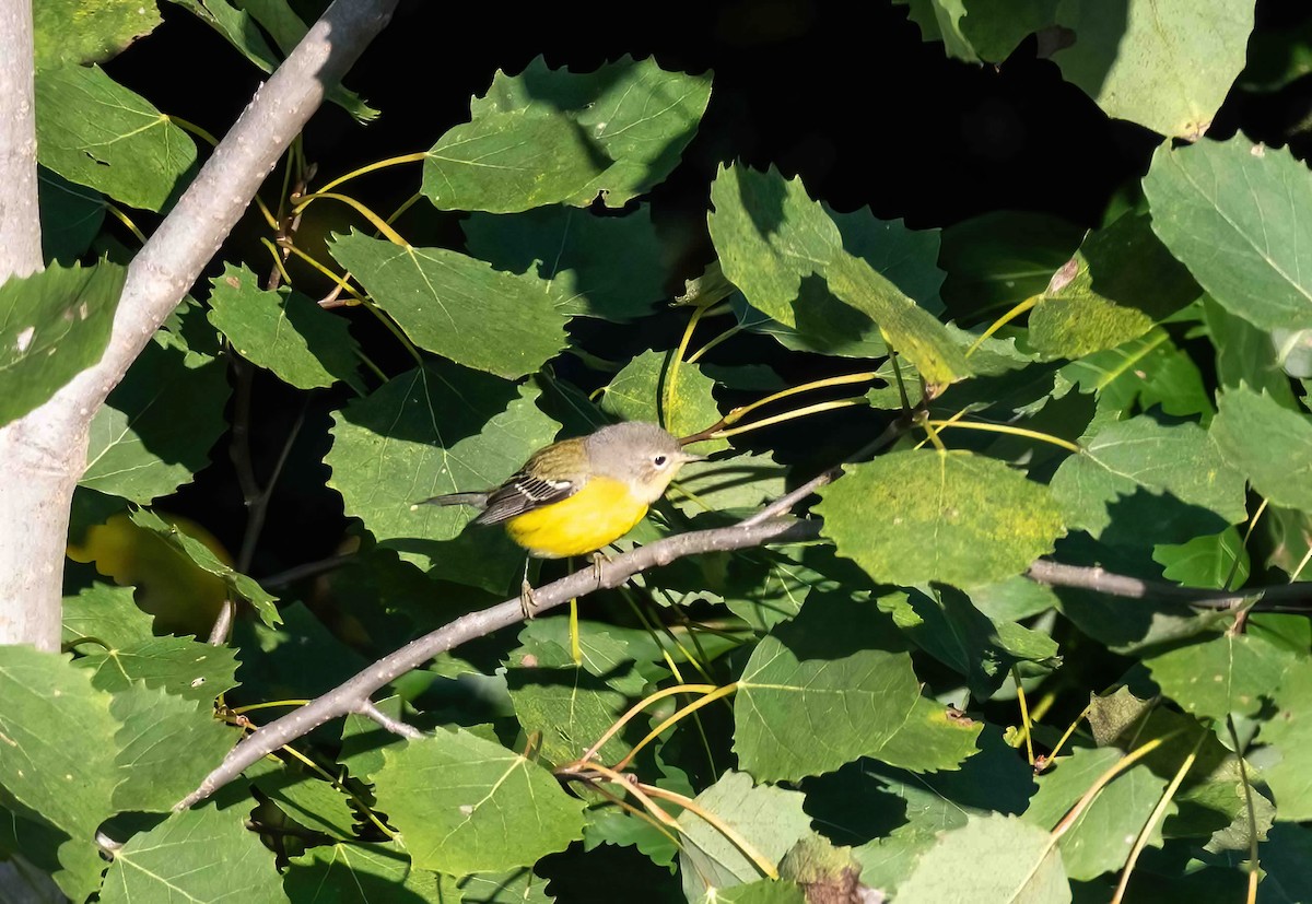 Magnolia Warbler - ML609050420