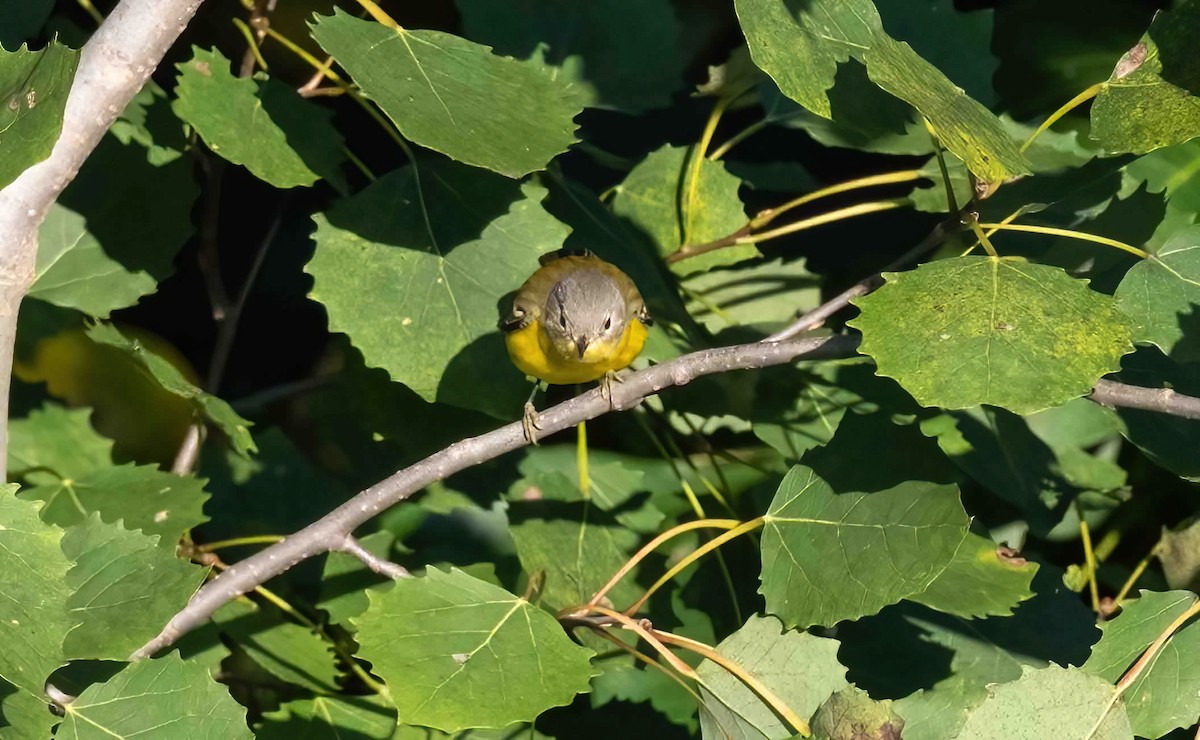 Magnolia Warbler - ML609050421