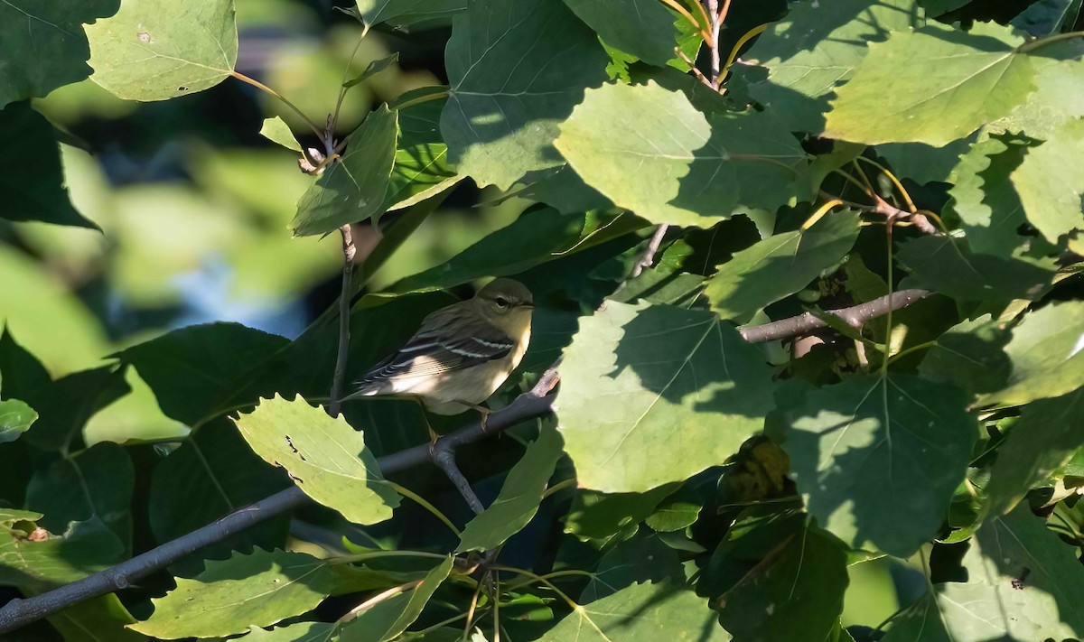 Blackpoll Warbler - ML609050426
