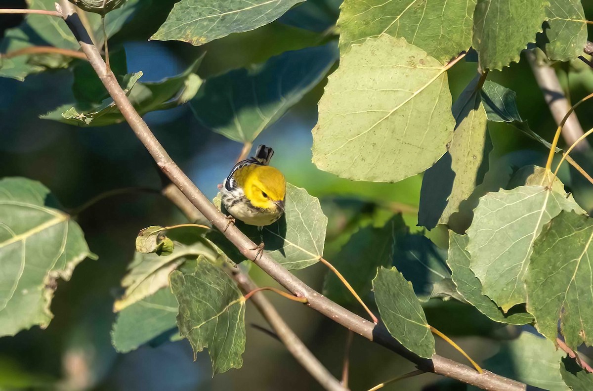 Black-throated Green Warbler - ML609050432