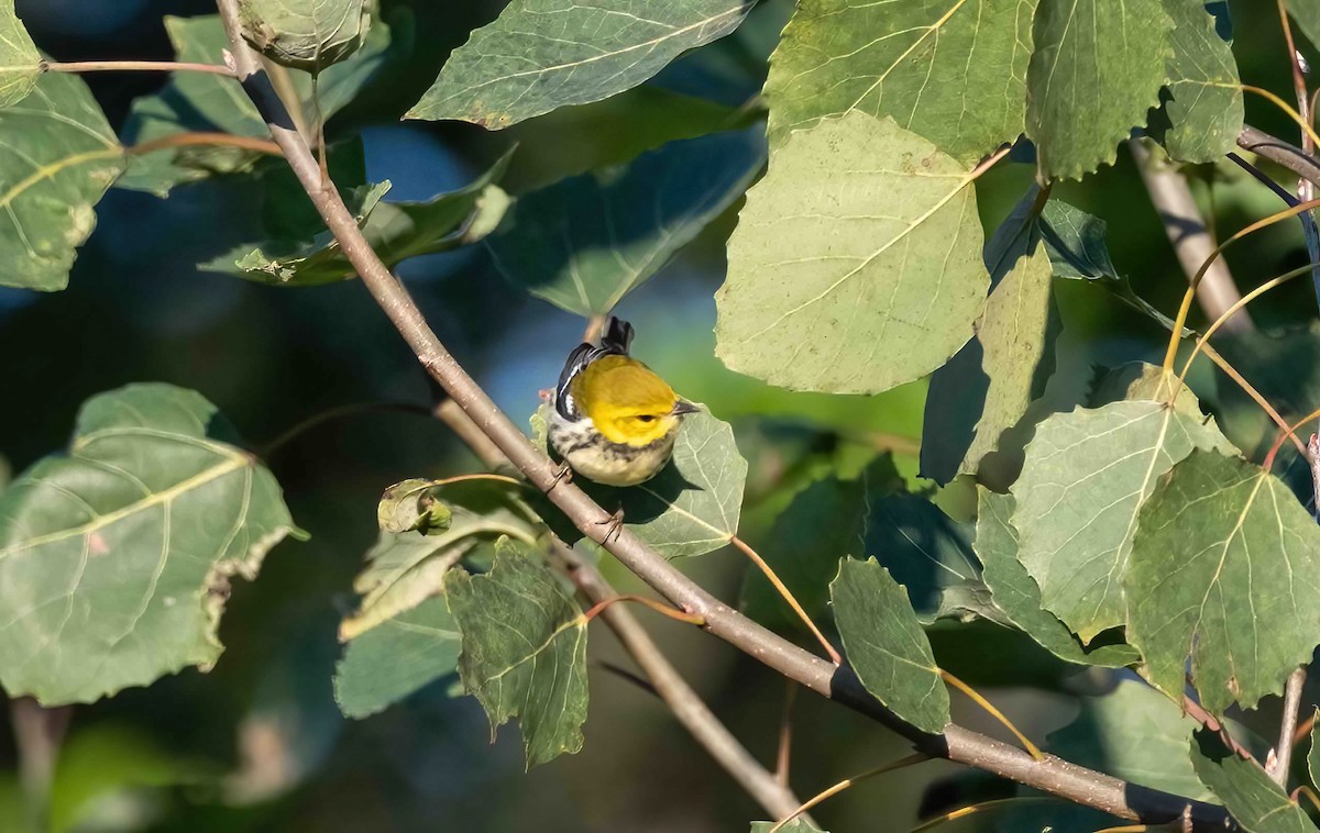 Black-throated Green Warbler - ML609050433