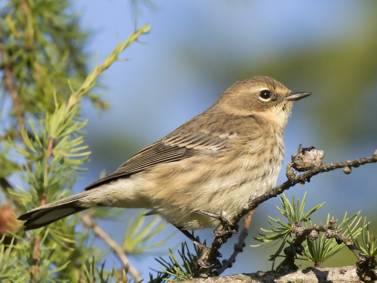 Yellow-rumped Warbler - ML609050499