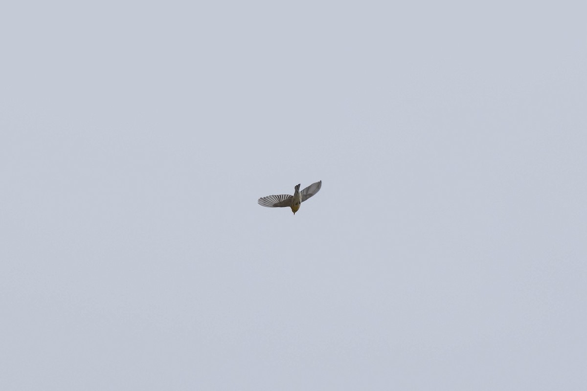 Townsend's Warbler - ML609050543