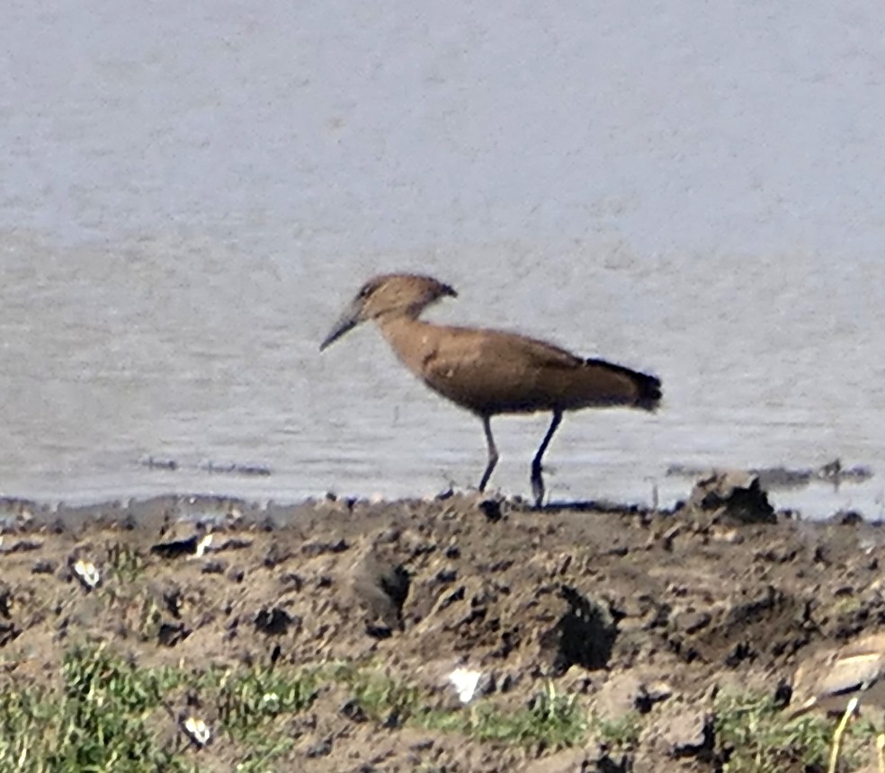 Hamerkop - ML609050659