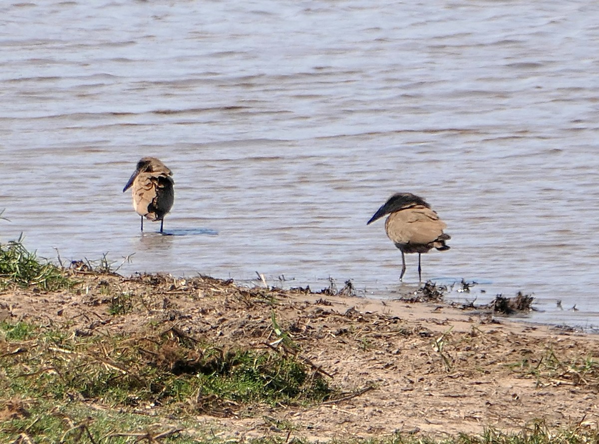 Hamerkop - ML609050660