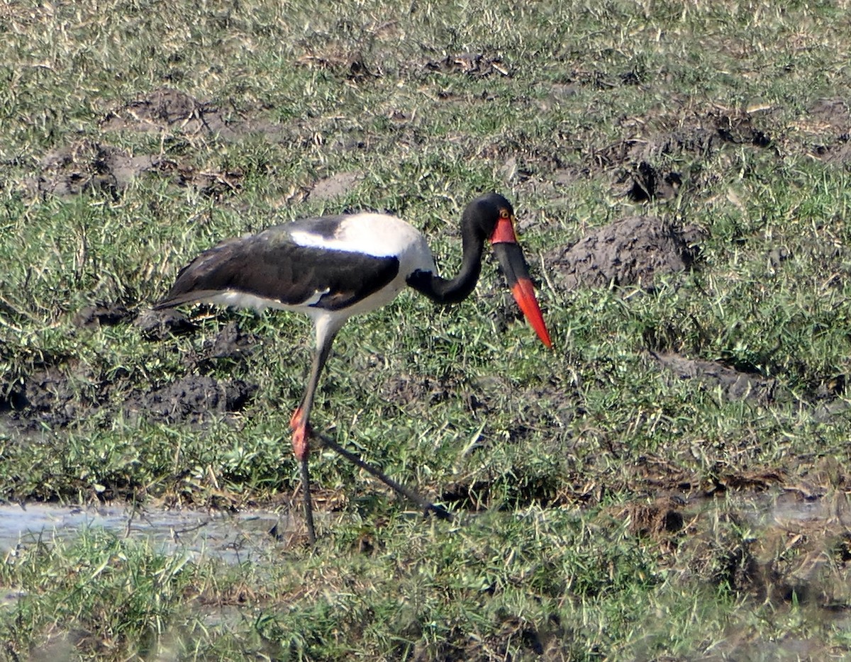 Saddle-billed Stork - ML609050661