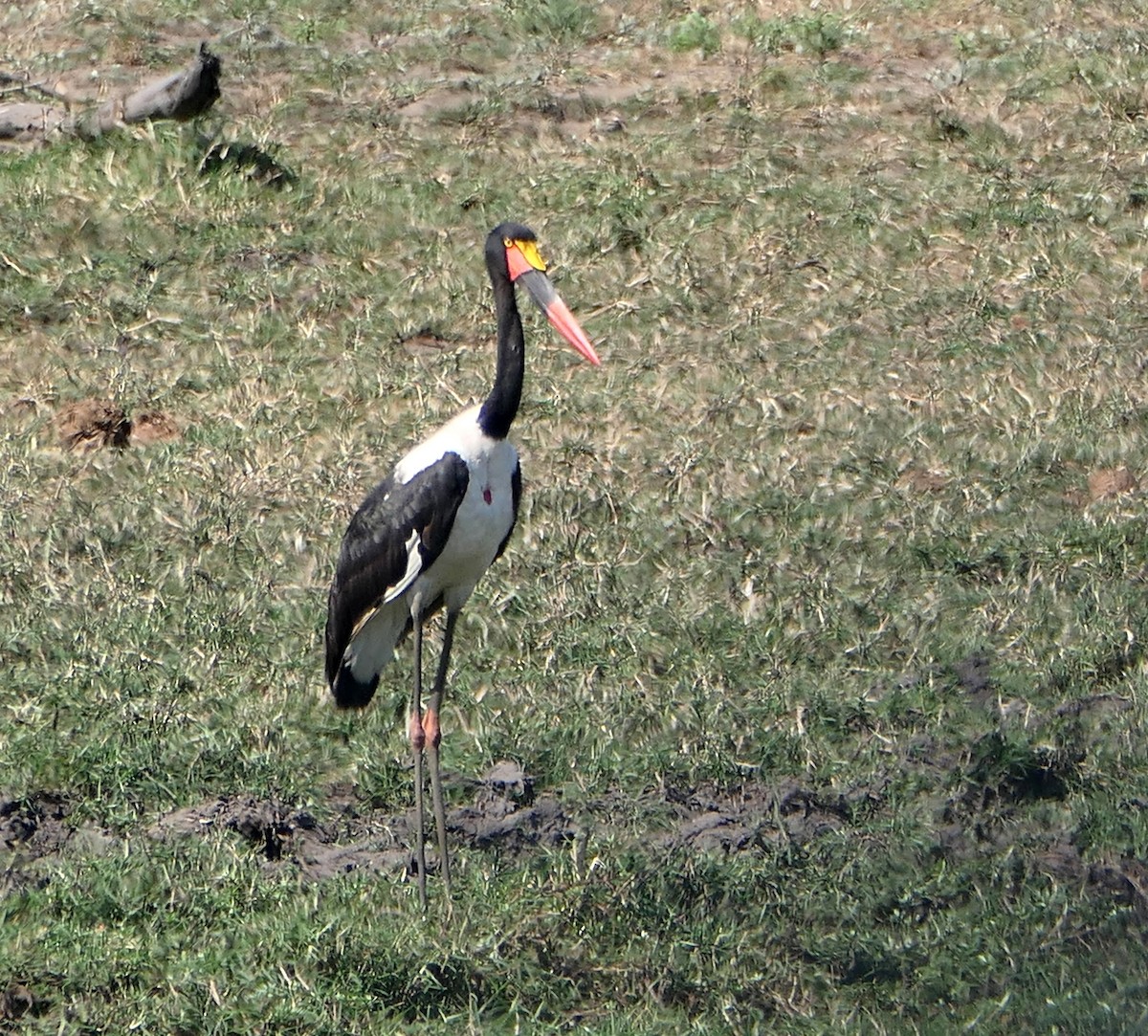 Saddle-billed Stork - ML609050662