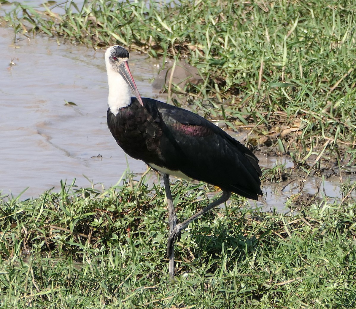 African Woolly-necked Stork - ML609050670